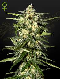 Auto Jack Herer Green House Seed Co 3kpl siemenpakkaus