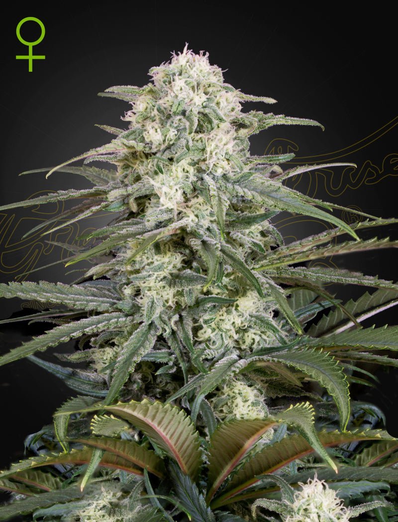 Auto Kalashnikova Green House Seed Co 3kpl siemenpakkaus