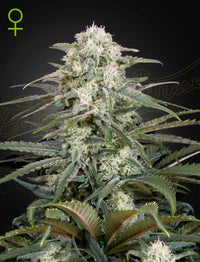 Auto Kalashnikova Green House Seed Co 3kpl siemenpakkaus