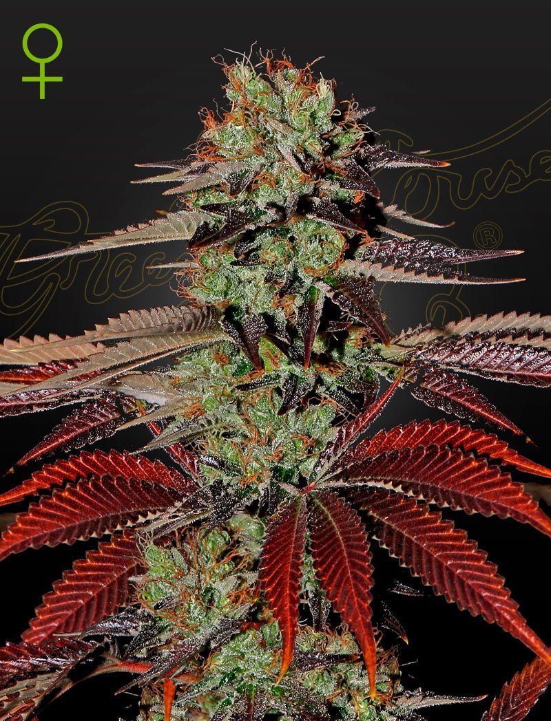 Auto King's Kush siemenpakkaus 3kpl Green House Seed Co