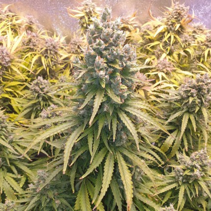 Auto Lemon Kix (Dutch Passion)