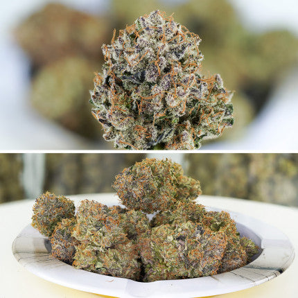 Auto Mimosa Punch (Dutch Passion)