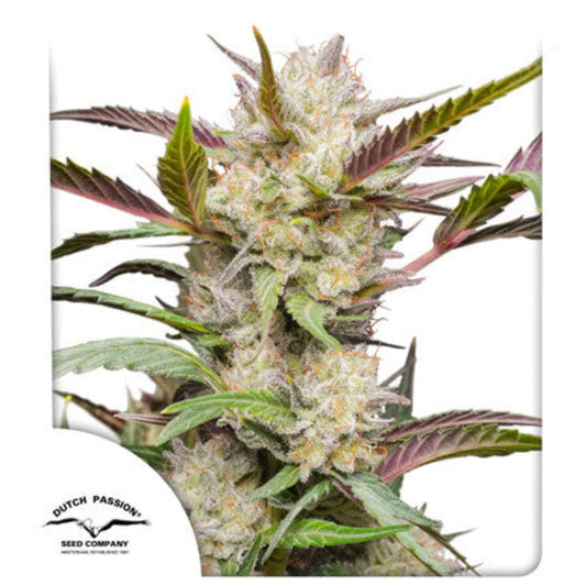 Auto Mimosa Punch (Dutch Passion)