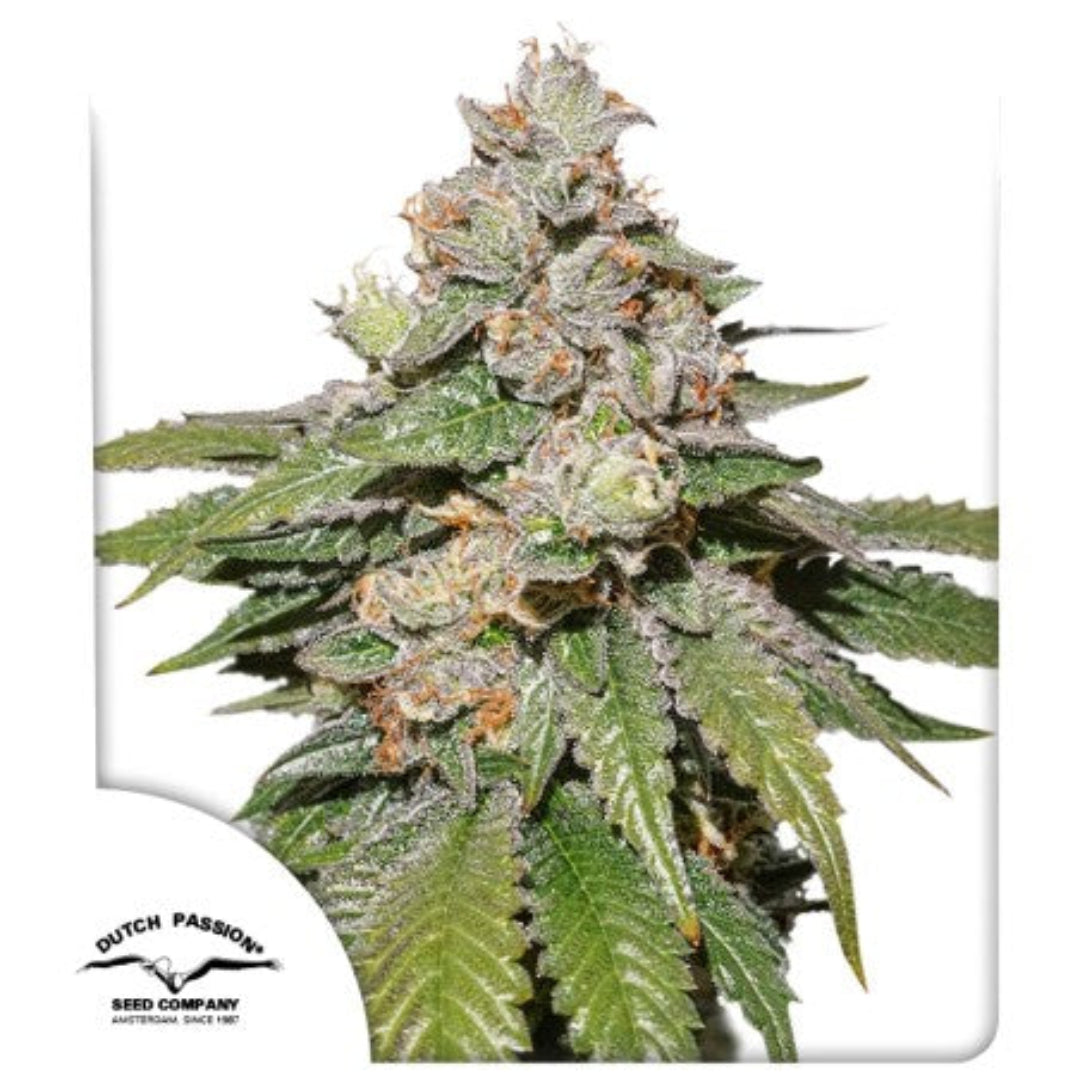 Auto Mokum's Tulip (Dutch Passion) siemenpakkaus