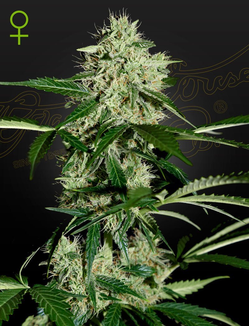 Auto Northern Lights siemenpakkaus Green House Seed Co 3kpl