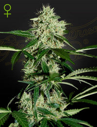 Auto Northern Lights siemenpakkaus Green House Seed Co 3kpl
