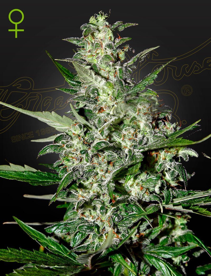 Auto Super Critical siemenpakkaus 3kpl Green House Seed Co