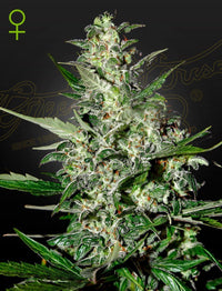 Auto Super Critical siemenpakkaus 3kpl Green House Seed Co