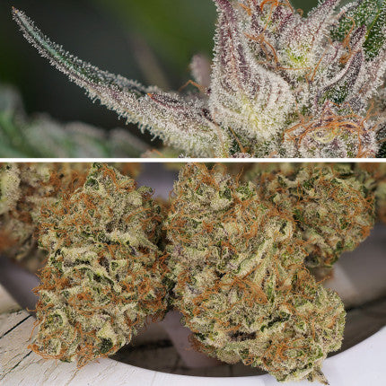 Auto Trichome & Cream (Dutch Passion)