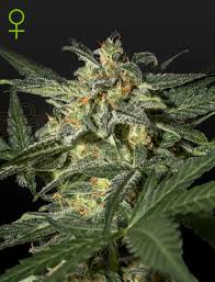 Auto White Widow Green House Seed Co siemenpakkaus 3kpl