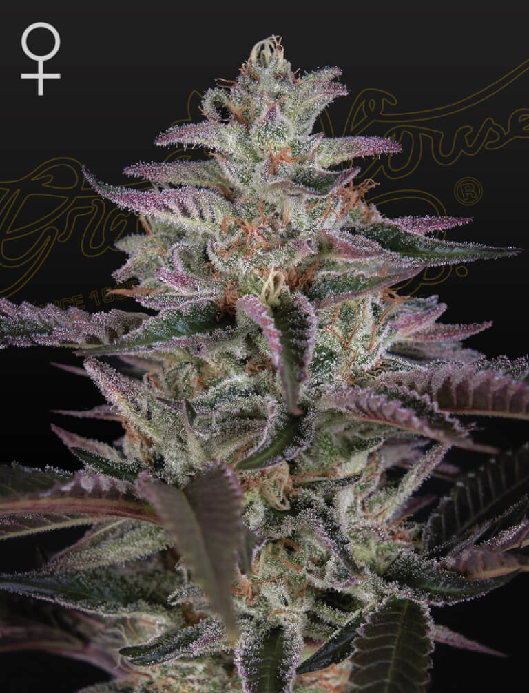 Banana Krumble Green House Seed Co siemenpakkaus 3kpl