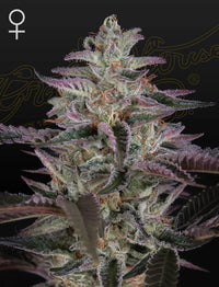 Banana Krumble Green House Seed Co siemenpakkaus 3kpl