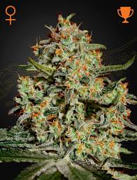 Big Bang Green House Seed Co 3kpl siemenpakkaus