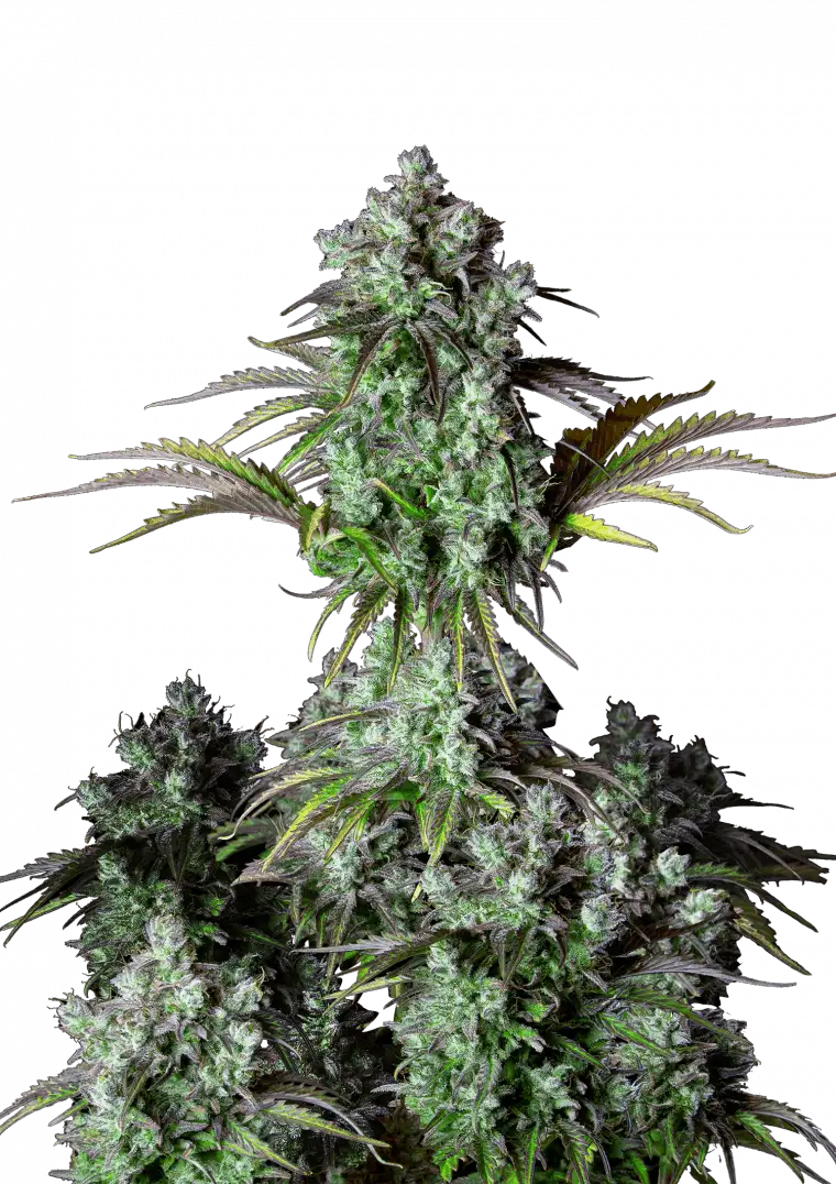 Big Bud Autoflower FEM siemenpakkaus