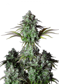 Big Bud Autoflower FEM siemenpakkaus