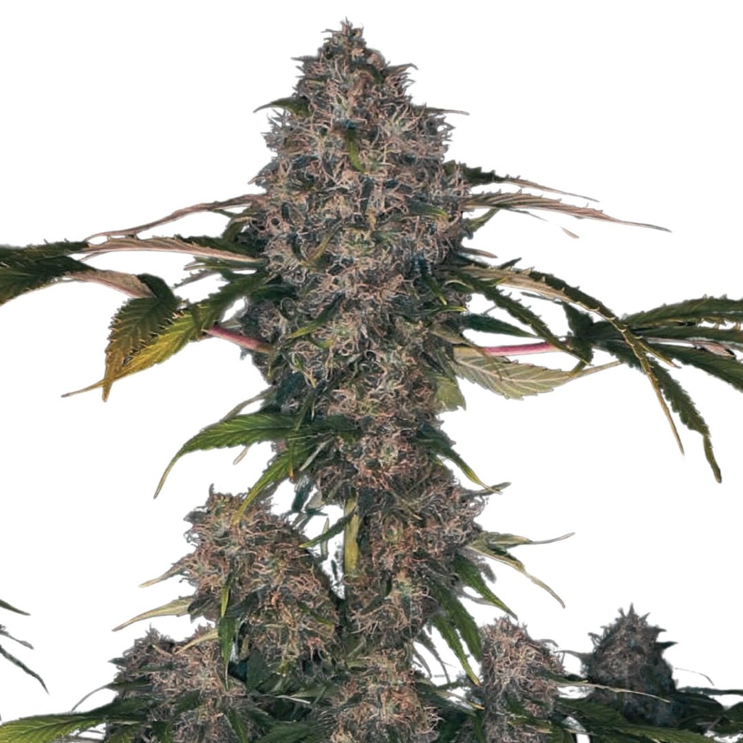 Black Domina XXL autoflower siemenpakkaus Pure Instinto