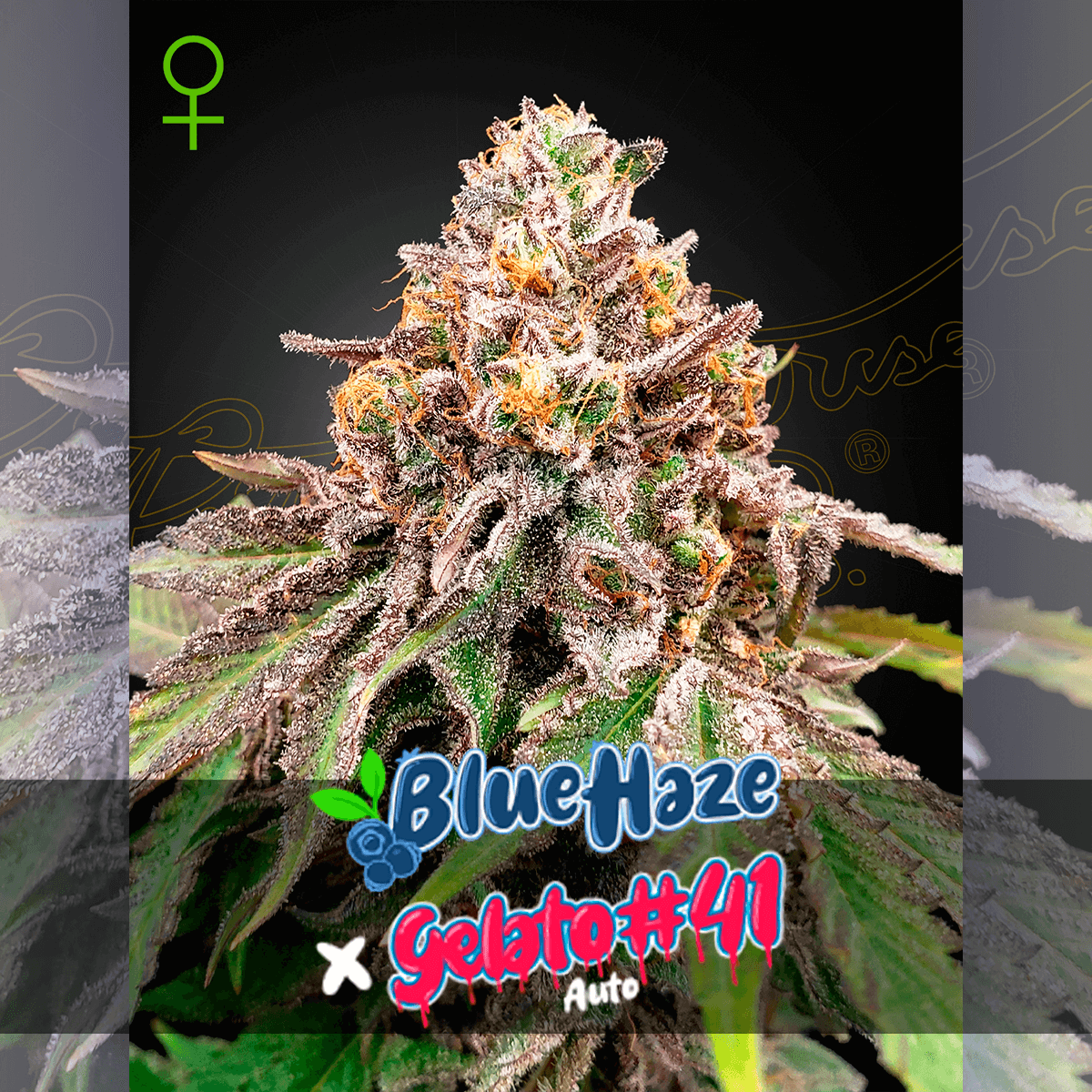Blue Haze x Gelato 41 Auto Green House Seed Co. 3kpl siemenpakkaus