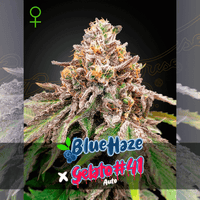 Blue Haze x Gelato 41 Auto Green House Seed Co. 3kpl siemenpakkaus