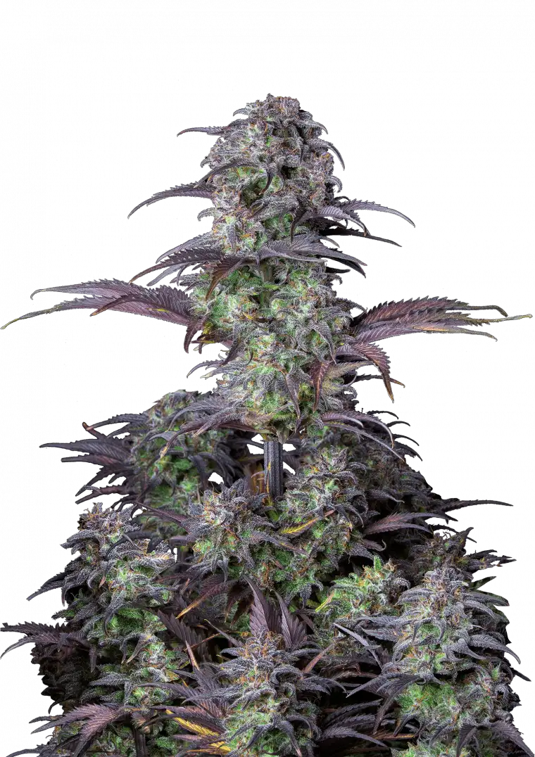 Blueberry Autoflower FEM siemenpakkaus