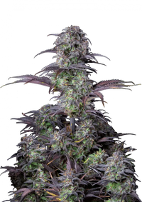 Blueberry Autoflower FEM siemenpakkaus