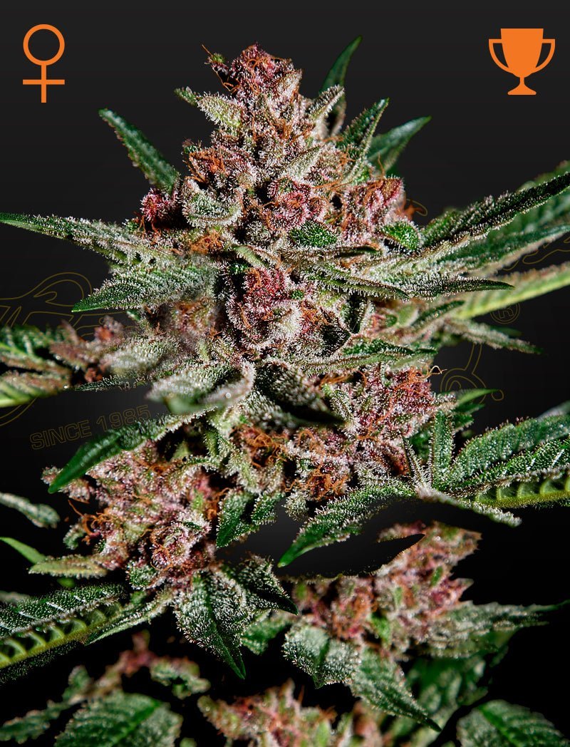 Bubba Kush Green House Seed Co siemenet