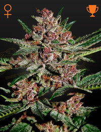 Bubba Kush Green House Seed Co siemenet
