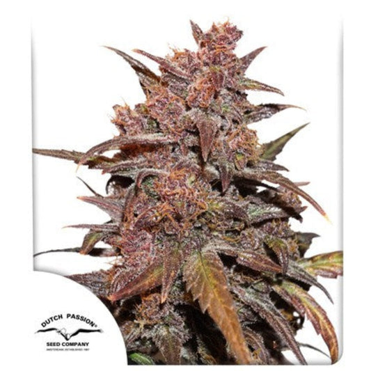 CBD Auto Blackberry Kush (Dutch Passion)
