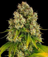 Laadukkaita Cheese Autoflower -kannabiksen siemeniä valkoisella taustalla, jossa näkyy Pure Instinto -logo. Siemenet ovat valmiina keräilyyn ja tutkimukseen.