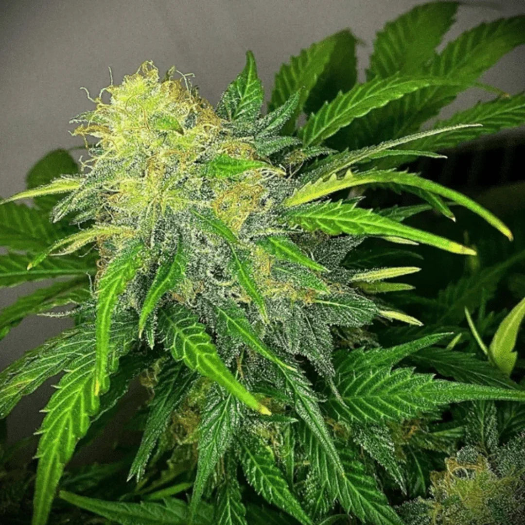 Kuva Clementine Dream Autoflower -siemenpakkauksesta, jossa näkyy Pure Instinto -logo ja sitrushedelmien kuvitusta.