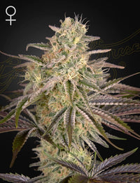 Kuvaus Cloud Walkerin feminisoiduista siemenistä Green House Seed Co:lta, 3 kappaleen pakkaus. Siemenet ovat esillä valkoisella taustalla korostaen niiden laatua ja ulkonäköä.