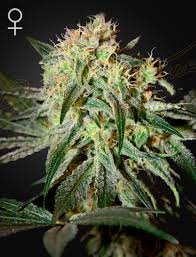 Kolme Damn Sour -kannabissiemenpakettia Green House Seed Co:lta, esillä vihreällä lehtitaustalla, valmiina kasvatukseen.