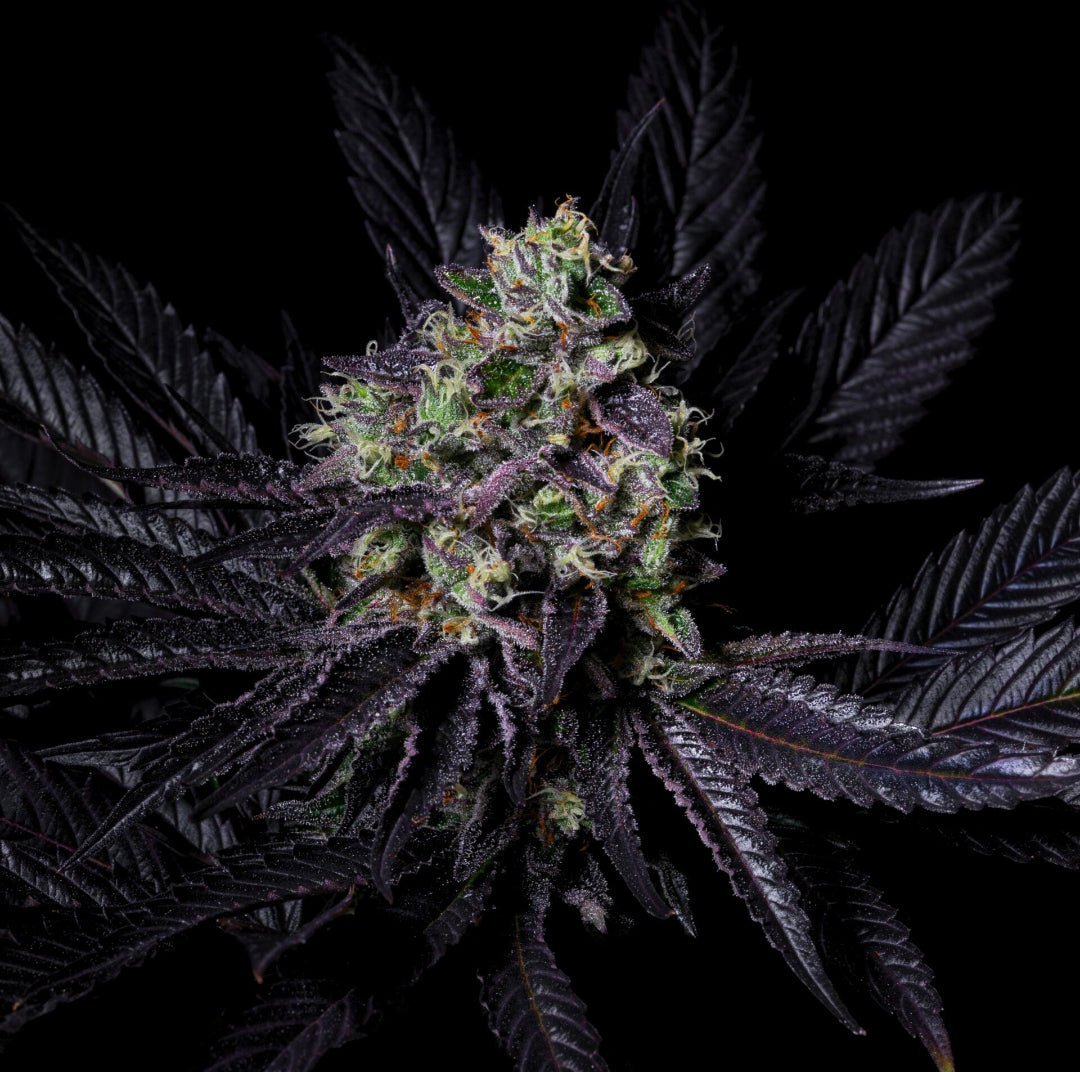 Diamond Dust Pure Instinto kukinnot täynnä hartsia