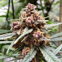 Durban Poison (Dutch Passion) 10kpl