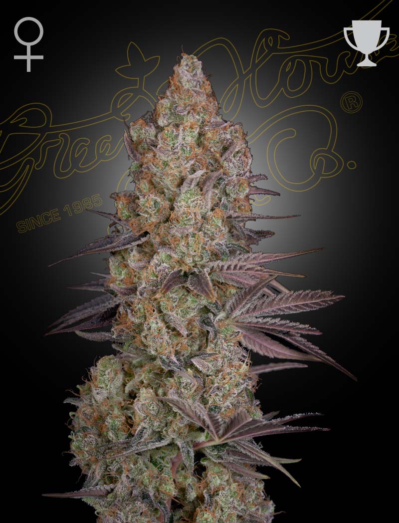 Kuva kolmesta Exodus Cheese -siemenestä Green House Seed Co. -pakkauksessa, korostaen siementen laatua ja legendaarista lajiketta.