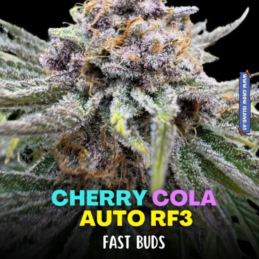 FastBuds Cherry Cola RF3 Auto 10kpl itse kukkivat kannabiksen siemenet Kaninkolosta.