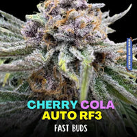FastBuds Cherry Cola RF3 Auto 10kpl itse kukkivat kannabiksen siemenet Kaninkolosta.