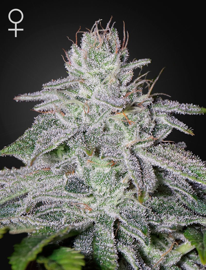 Franco's Lemon Cheese kannabiksen siemenet 3kpl pakkauksessa, vihreät lehdet ja sitruunankeltaisia vivahteita taustalla.