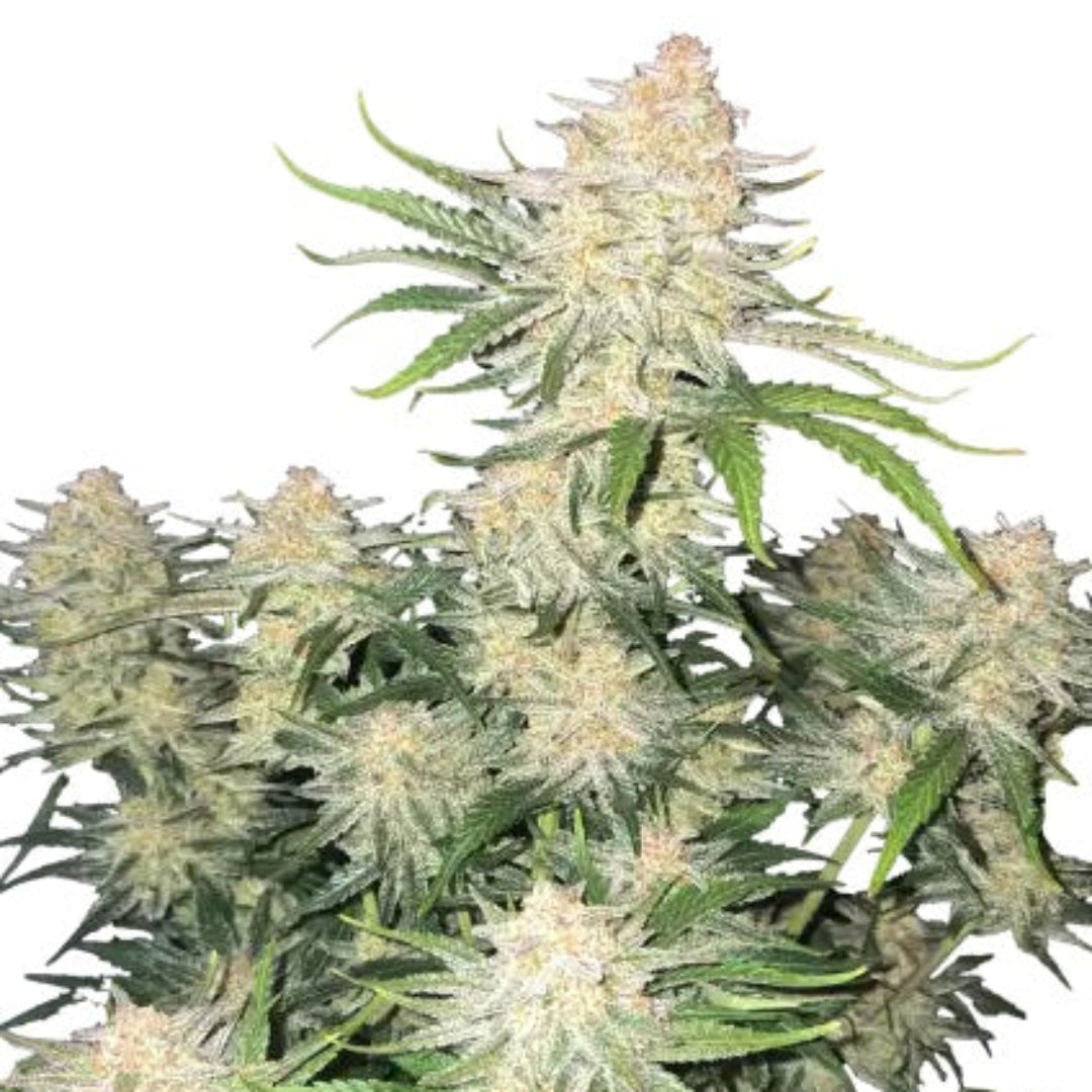 FastBuds Frostbanger Auto kannabiksen siemen. Huippulaatuinen autoflower siemen Kaninkolosta, suomalainen CBD-kauppa.