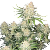 FastBuds Frostbanger Auto kannabiksen siemen. Huippulaatuinen autoflower siemen Kaninkolosta, suomalainen CBD-kauppa.