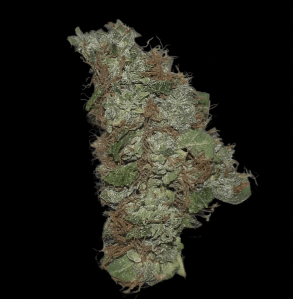 Kuva Kaninkolon Gelato CBD/CBG kukkinnosta, jossa näkyy tiiviitä, vaaleanvihreitä kukintoja oransseilla karvoilla ja kiteisellä pinnalla.