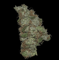 Kuva Kaninkolon Gelato CBD/CBG kukkinnosta, jossa näkyy tiiviitä, vaaleanvihreitä kukintoja oransseilla karvoilla ja kiteisellä pinnalla.