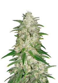 Gelato Autoflower FEM 3kpl (FastBuds)