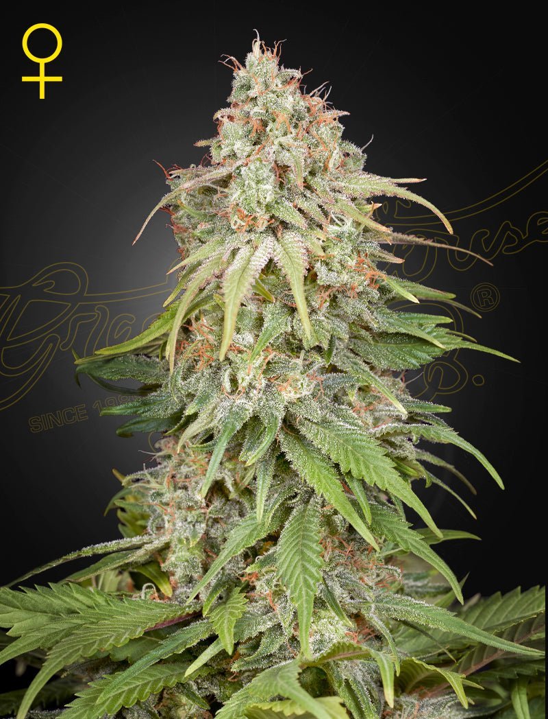 GH Amnesia Green House Seed Co. 3kpl feminisoitujen kannabissiemenien pakkaus tyylikkäässä Green House -designissa, valmiina kokoelmaasi.
