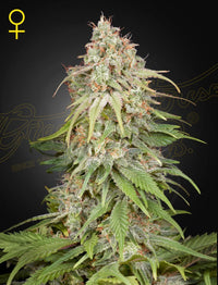 GH Amnesia Green House Seed Co. 3kpl feminisoitujen kannabissiemenien pakkaus tyylikkäässä Green House -designissa, valmiina kokoelmaasi.