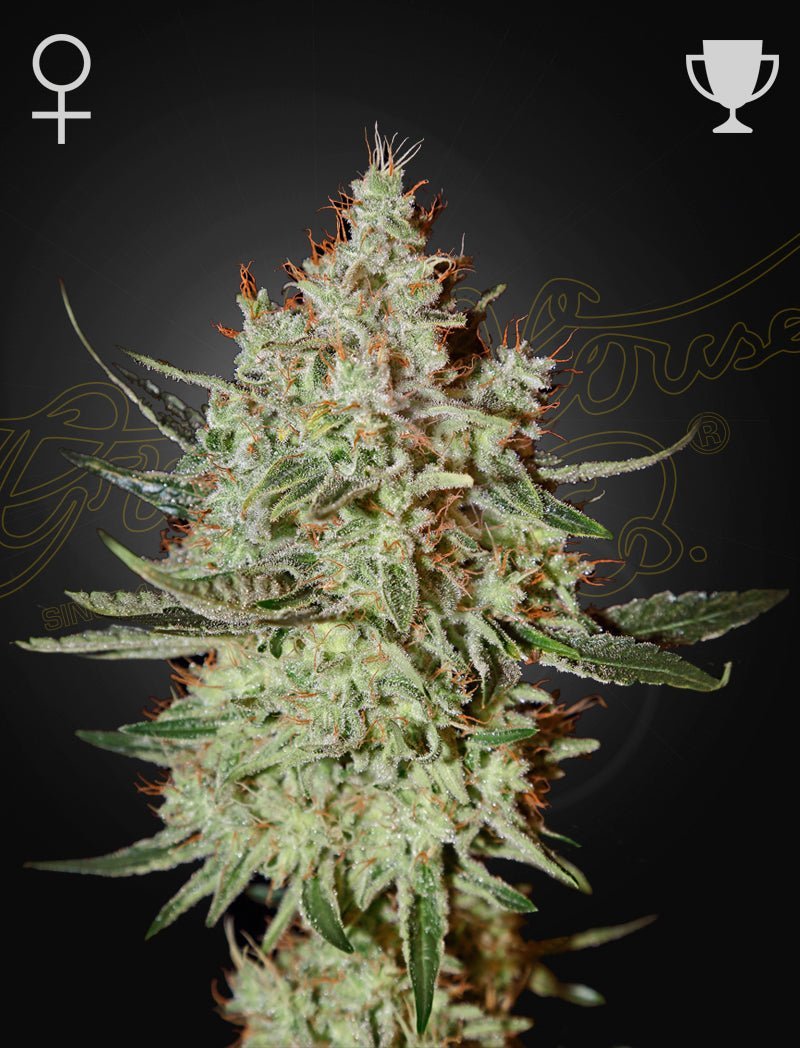 Kuva GH Cheese -kannabiksen siemenpakkauksesta, jossa näkyy Green House Seed Co:n logo ja lajikkeen nimi.
