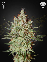 Kuva GH Cheese -kannabiksen siemenpakkauksesta, jossa näkyy Green House Seed Co:n logo ja lajikkeen nimi.