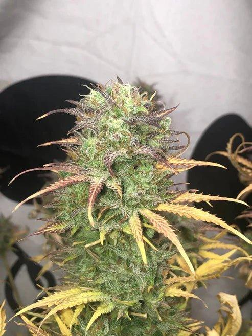 Kuva Girls Scout Kush Autoflower -siemenistä Pure Instinton pakkauksessa, korostettu laadukkaalla genetiikalla ja kukalla.