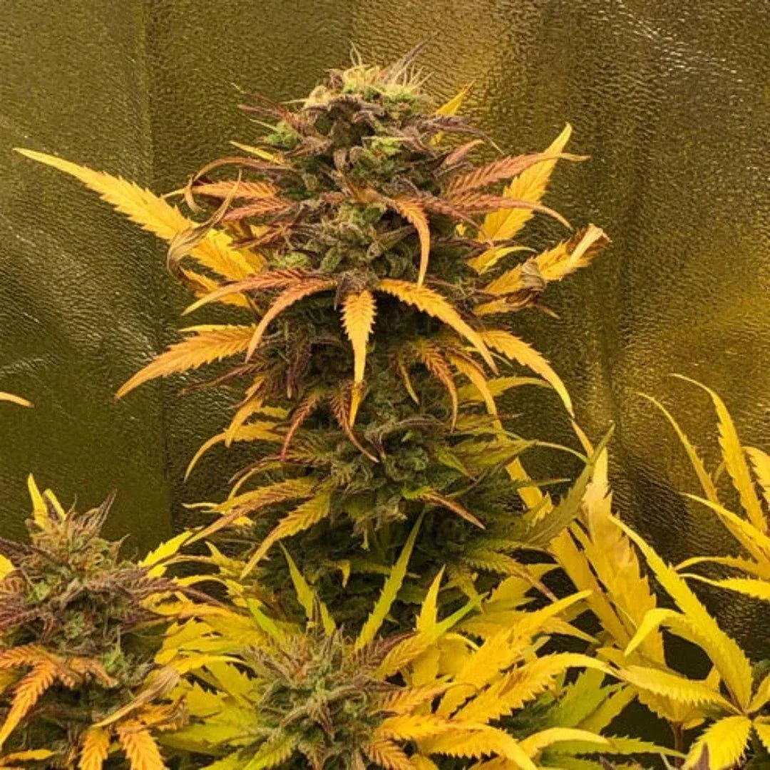 Girls Scout Kush Autoflower -kasvi tuulisella pellolla, täynnä hartsisia kukintoja ja punertavia lehtiä, Pure Instinto -logo taustalla.