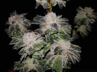GMO Cookies Autoflower FEM