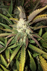 Gorilla Glue Autoflower FEM